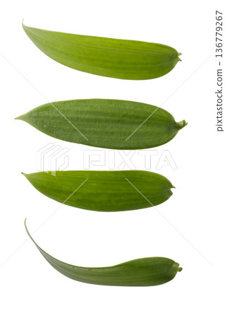 leaves of vanilla orchid plant isolated on a white background leaves of vanilla orchid plant isolated on a white background 136779267