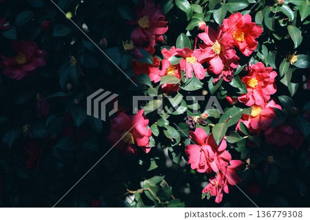 光影映照著山茶花 光影映照著山茶花 136779308