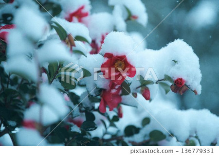 開花在雪的紅色玫瑰 136779331