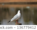 A black-headed gull arrives at Ototonuma in Tsuchiura City 136779412