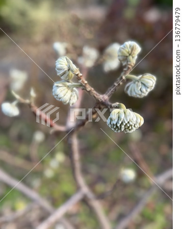 Mitsumata flower bud Mitsumata flower bud 136779479