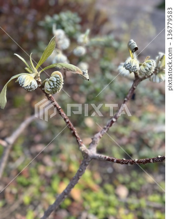 Buds of Mitsumata 136779583