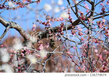 Blue and white 136779674