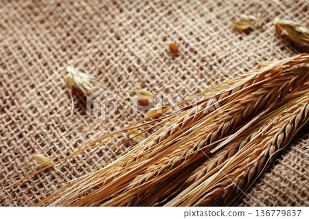 Wheat stalks lying on a burlap fabric near a field during harvest season Wheat stalks lying on a burlap fabric near a field during harvest season 136779837