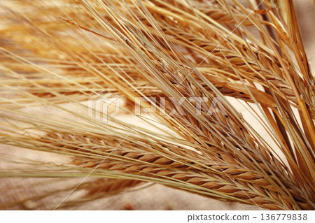 Wheat stalks in a dry field during late summer in a rural area Wheat stalks in a dry field during late summer in a rural area 136779838