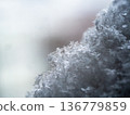 Snow in Tokyo 136779859