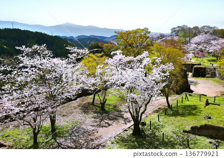 奧卡城遺址的櫻花盛開 136779921