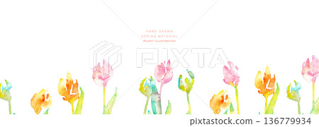 Watercolor painting. Watercolor tulip background. Spring background vector illustration of tulips. Watercolor painting. Watercolor tulip background. Spring background vector illustration of tulips. 136779934