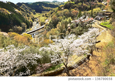 Cherry blossoms blooming at the Oka Castle ruins 136780038