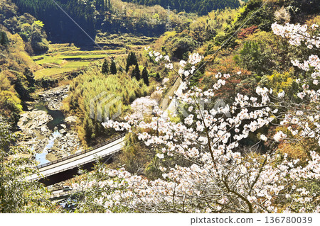 奧卡城遺址的櫻花盛開 奧卡城遺址的櫻花盛開 136780039