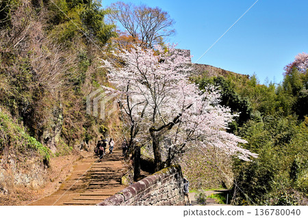 Cherry blossoms blooming at the Oka Castle ruins Cherry blossoms blooming at the Oka Castle ruins 136780040