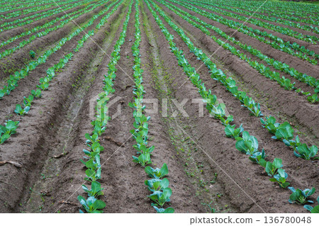 Cabbage field on the riverbank 136780048