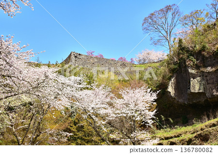 奧卡城遺址的櫻花盛開 奧卡城遺址的櫻花盛開 136780082