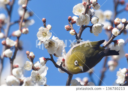 白眼吸梅花蜜 白眼吸梅花蜜 136780213
