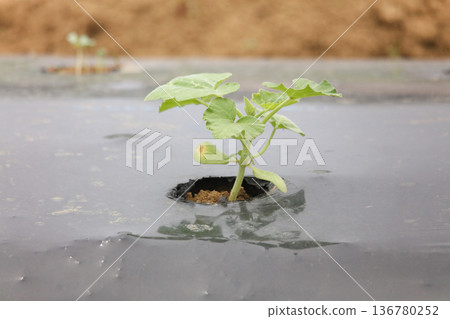 蔬菜苗 蔬菜苗 136780252