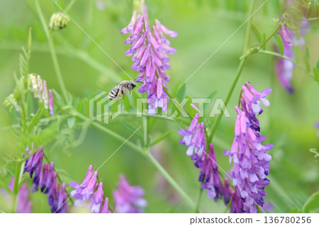 紫藤在風中搖曳 136780256