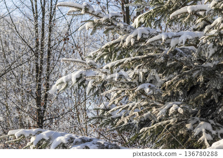 A winter scene with trees covered in hoarfrost under a clear blue sky. A winter scene with trees covered in hoarfrost under a clear blue sky. 136780288