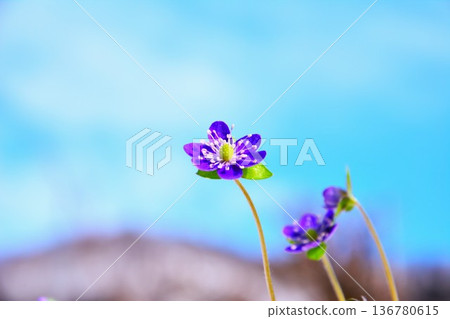 藍紫色肝花 136780615