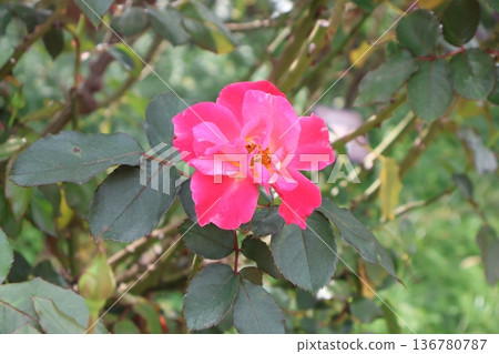 Autumn-blooming medium-sized rose, Princess Chichibu Autumn-blooming medium-sized rose, Princess Chichibu 136780787