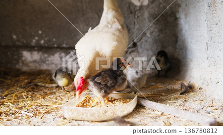 Hen and chicks eating feed in a chicken coop in spring 136780812