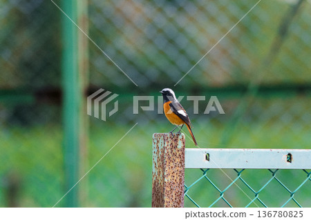 一隻達烏裡紅尾鴝棲息在公園的柵欄上 136780825