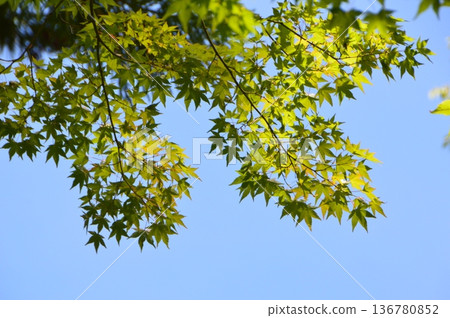 Green leaves swaying in the wind (Inside Aizuwakamatsu Castle / Oitemachi, Aizuwakamatsu City, Fukushima Prefecture) 136780852