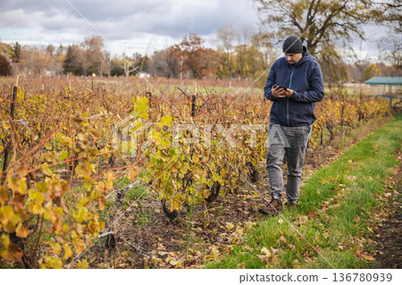 Farmer using smartphone while walking through vineyard rows during autumn field inspection 136780939
