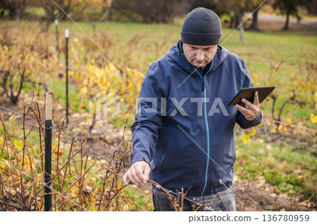 Farmer inspecting grapevine branches with tablet in vineyard during autumn season Farmer inspecting grapevine branches with tablet in vineyard during autumn season 136780959