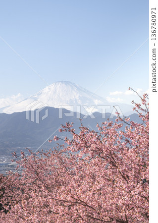 Cherry blossoms and Mount Fuji - Ooi Yumenosato Cherry blossoms and Mount Fuji - Ooi Yumenosato 136780971