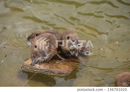 Nutria 136781020