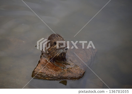 Nutria Nutria 136781035