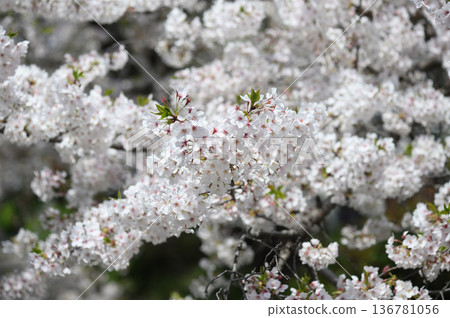 吉野櫻花樹 136781056