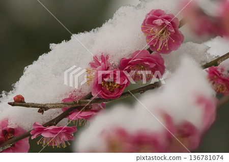 Camellias that can withstand snow Camellias that can withstand snow 136781074