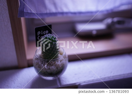 Succulents on a windowsill Succulents on a windowsill 136781093