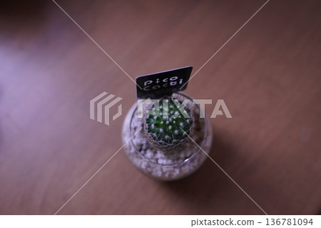 Cactus on the floor Cactus on the floor 136781094
