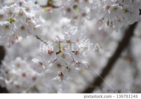 吉野櫻花樹 136781148