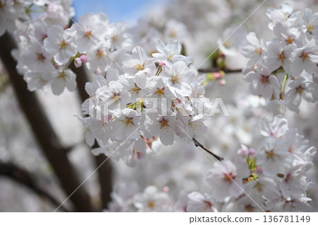 吉野櫻花樹 136781149
