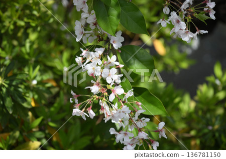 吉野櫻花樹 136781150