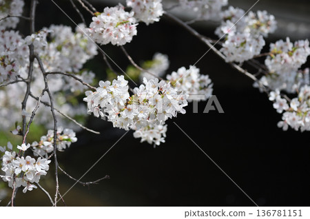 吉野櫻花樹 136781151
