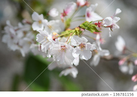 Yoshino cherry tree Yoshino cherry tree 136781156