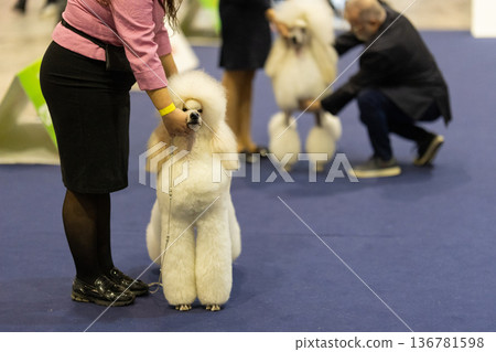 Poodle standing with handler at dog exhibition event 136781598