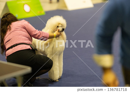Woman presenting standard poodle at competitive dog show Woman presenting standard poodle at competitive dog show 136781718