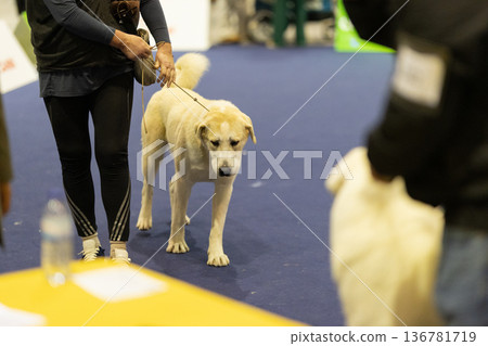 Dog handler walking large breed dog at indoor show 136781719