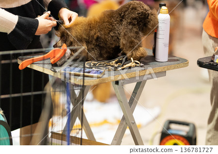 Person grooming curly brown dog on table at pet show Person grooming curly brown dog on table at pet show 136781727