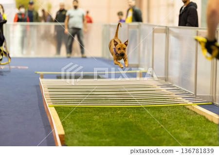 Dog leaping over agility hurdle during indoor training session 136781839