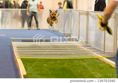 Dog jumping agility hurdle at indoor competition Dog jumping agility hurdle at indoor competition 136781840