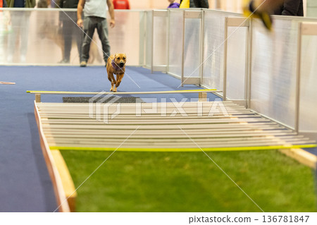 Dog running agility course challenging competition jumping hurdle Dog running agility course challenging competition jumping hurdle 136781847