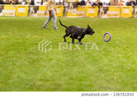 Black dog running, playing with purple toy ring Black dog running, playing with purple toy ring 136781850