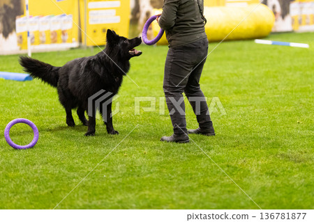 Black dog playing with owner on grass during training 136781877