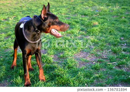 Cool Doberman dog is looking out on green play lawn Cool Doberman dog is looking out on green play lawn 136781894